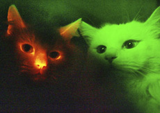 [glow+cat.jpg]