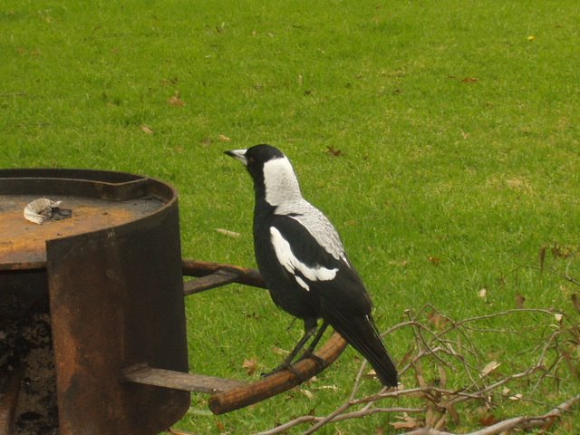 [Magpie+at+lunch+site.JPG]