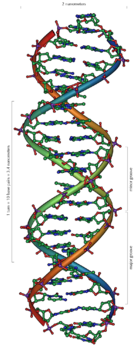 [140px-DNA_Overview.png]