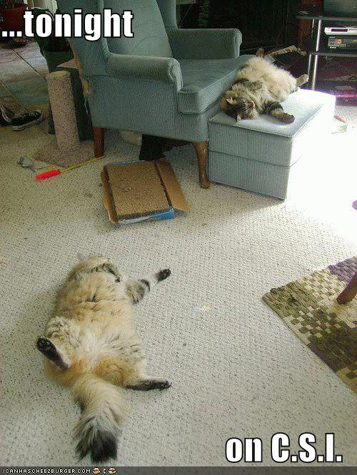 [funny-pictures-csi-sleeping-cats.jpg]