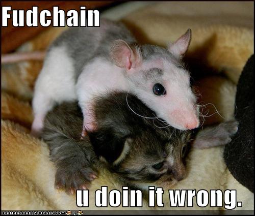 [funny-pictures-rat-kitten-food-chain-wrong.jpg]