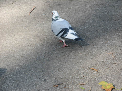 [Pigeon+Walking.jpg]