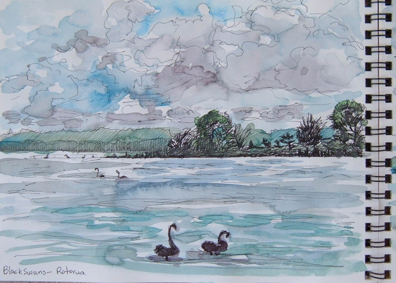 [Black+Swans,+Rotorua,+NZ+March+2007.jpg]