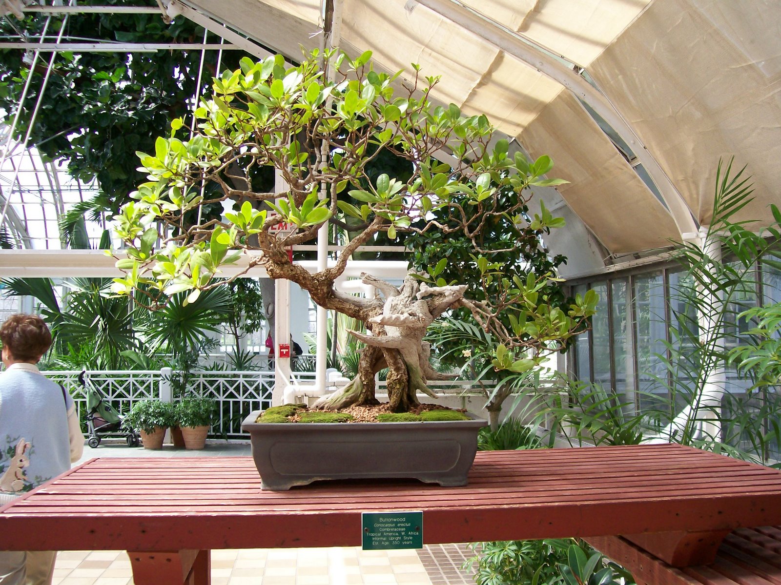 [FPC+-+350+year+old+bonsai.JPG]