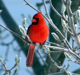 [Cardinal.jpg]