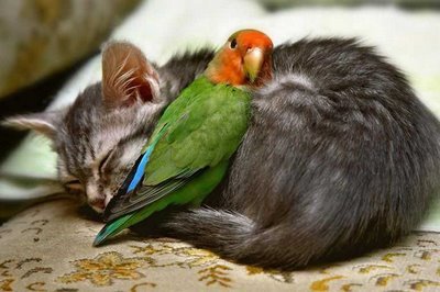 [cat+and+the+parakeet.jpg]