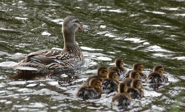 [duck+family.jpg]