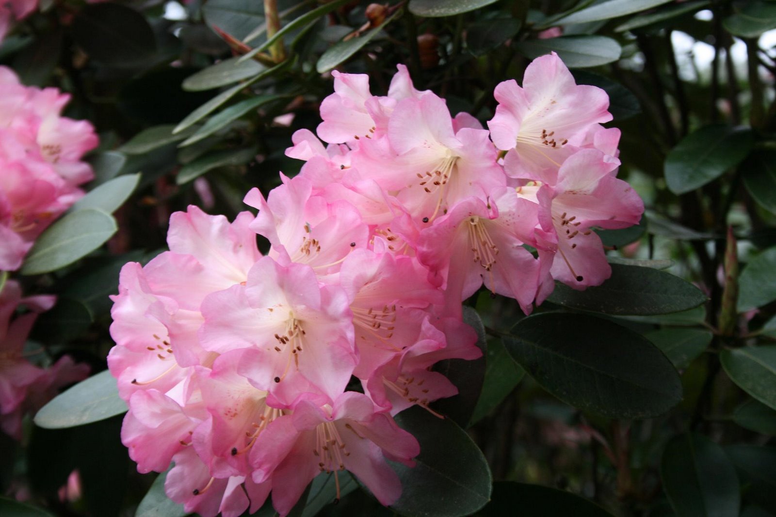 [rhododendron.jpg]
