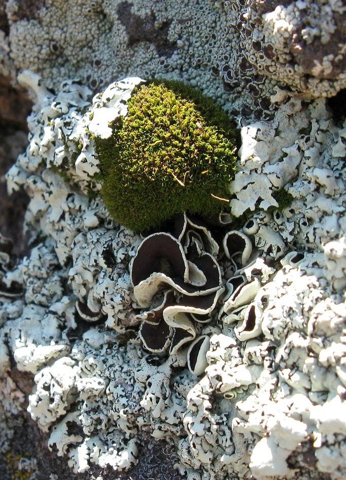 [moss+and+lichen.JPG]