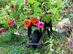 [wheelbarrow+garden.jpg]