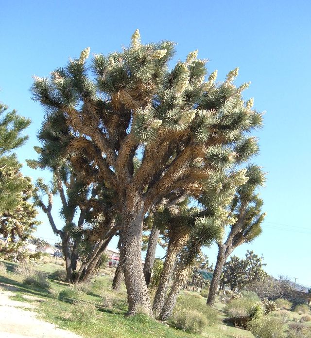 [2008+03+29+03+Good+Joshua+Tree,+Yucca+Valley+California+026.jpg]