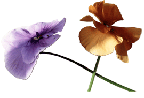 [MothersDay08_flowers.gif]