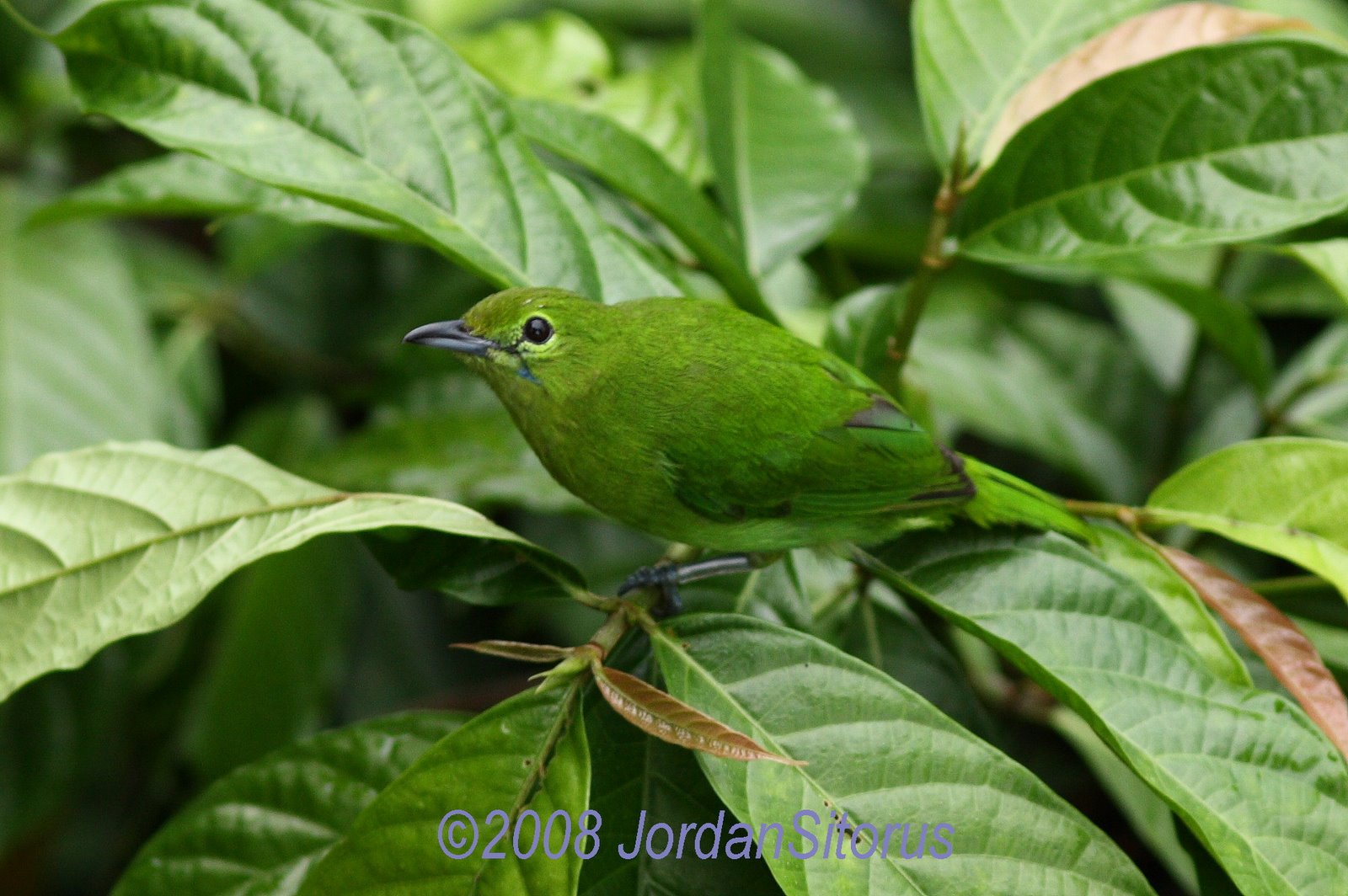 [Lesser+Green+Leafbird+(Chloropsis+cyanopogon)-Female.jpg]