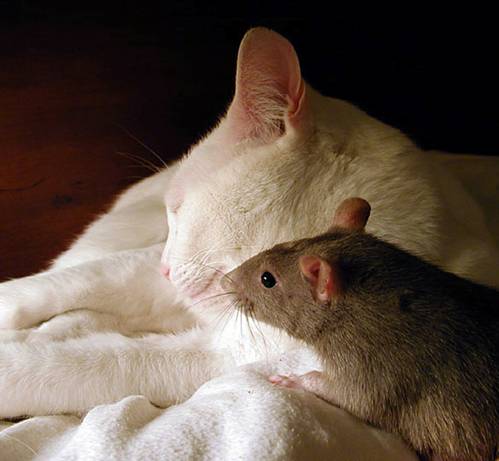 [mouse+and+cat.jpg]