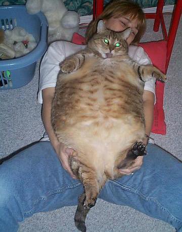 [another+fat+cat.jpg]