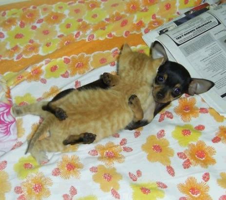 [kitten-dog-bed.jpg]