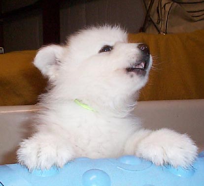 [cute-husky-puppy.jpg]