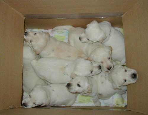[box-puppies-cute-funny.jpg]