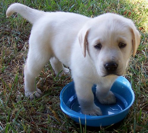 [washing-feet-cute-puppy.jpg]