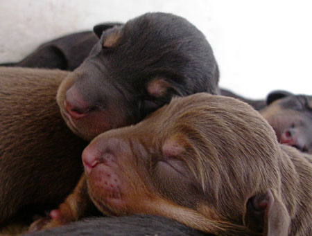 [loving-cute-puppies.jpg]