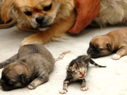 [puppies-and-kittens-cute.jpg]