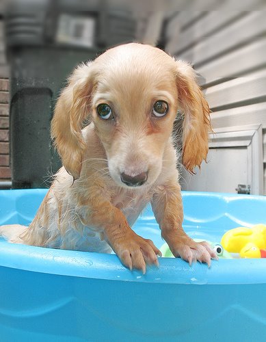 [puppy-in-bath-cute.jpg]
