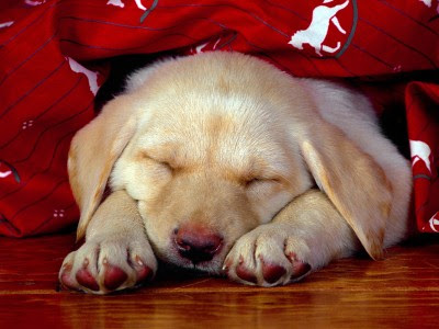 cute yellow labrador puppy. cute yellow lab dogs.