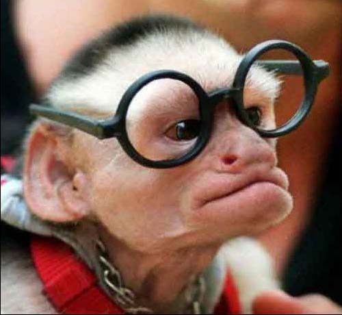 [glasses+monkey.jpg]
