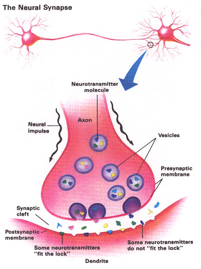 [synapse+and+neurotransmitters.jpg]