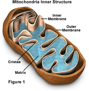 [mitochondria.jpg]