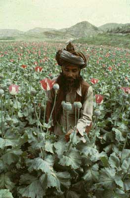 [Afghani+poppies.jpg]