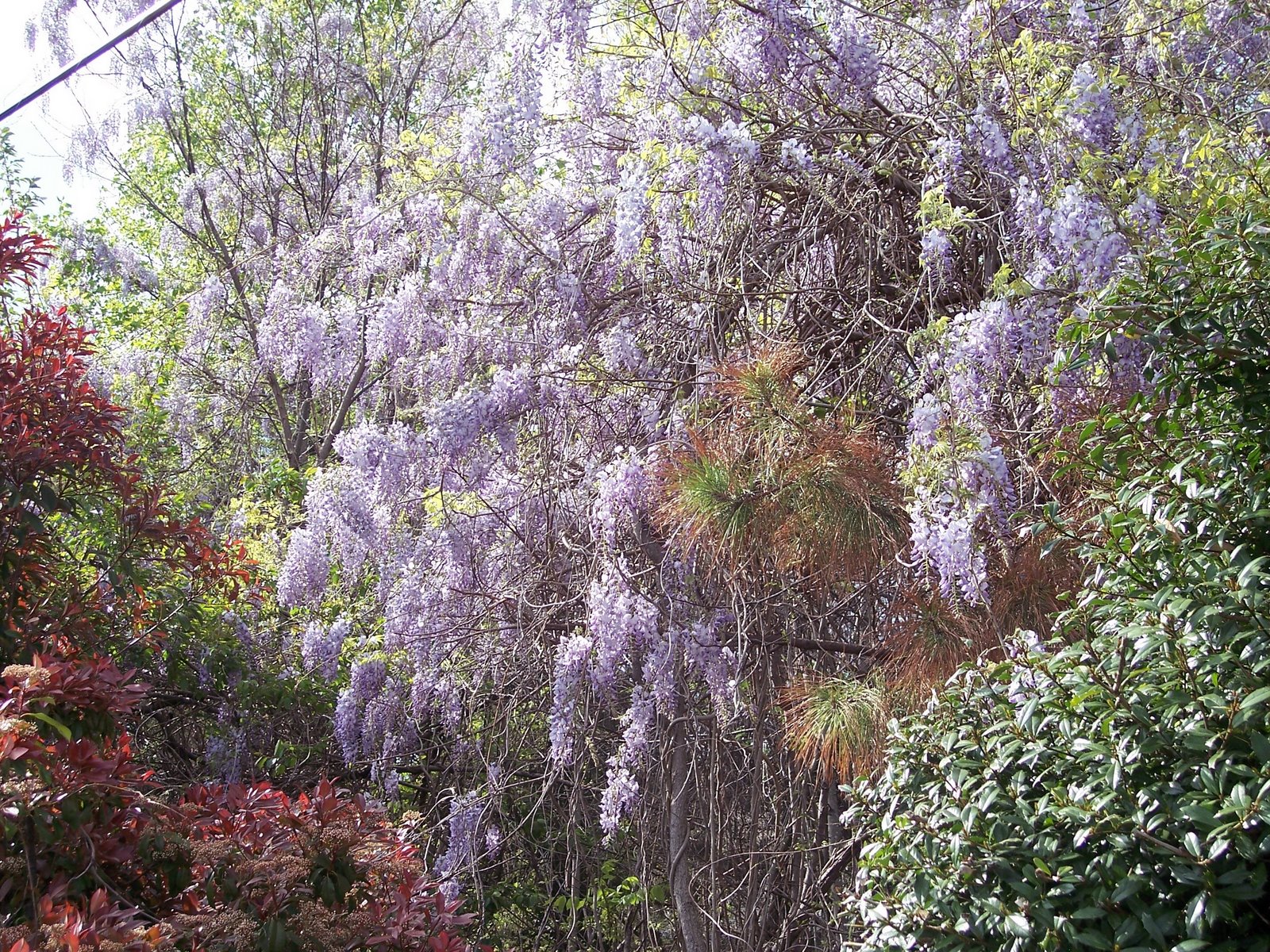 [Spring+4-08+wisteria.jpg]