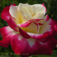 My favorite rose Double Delight