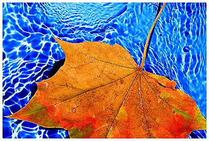 [autumn+leaf.jpg]