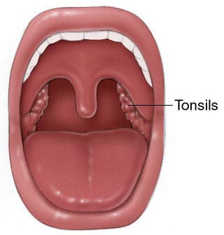 [normal+tonsils.jpg]