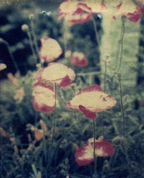 [Poppies.jpg]