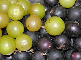 [scuppernongs+and+muscadines.jpg]