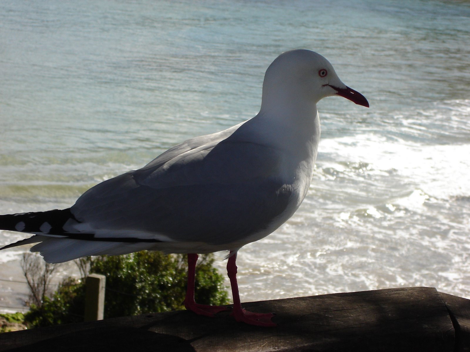 [seagull.JPG]