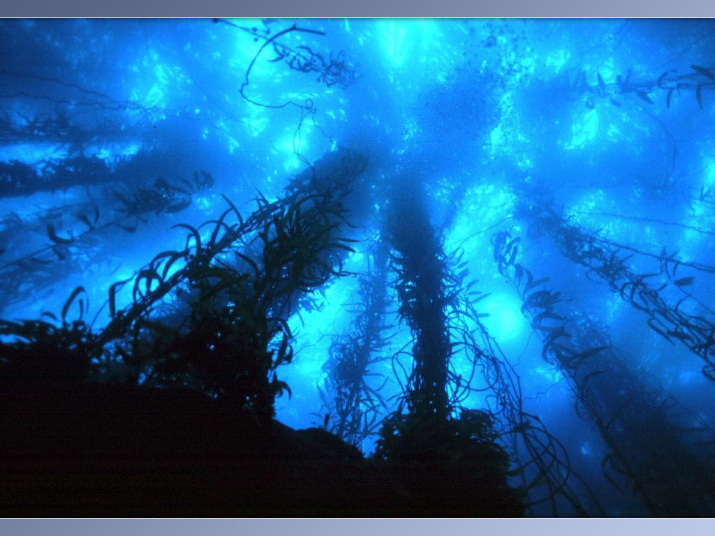 [Underwater-0003.jpg]