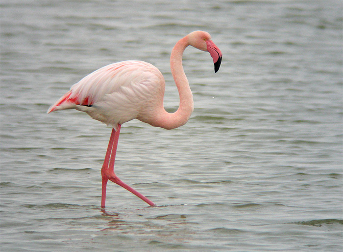 [Flamingo-2.jpg]