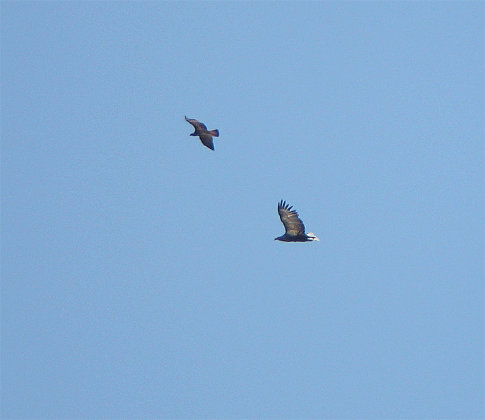 [Osprey-and-White-tailed-Eag.jpg]