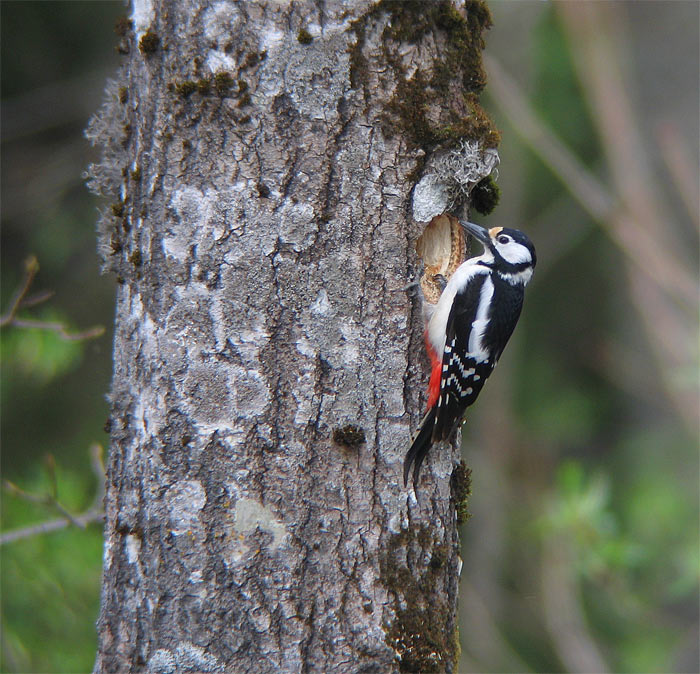 [Great-spotted-Woodpecker-1.jpg]