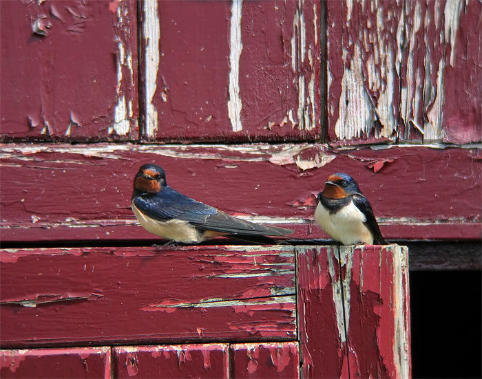 [IMG_5682.swallow_filtered-a.jpg]