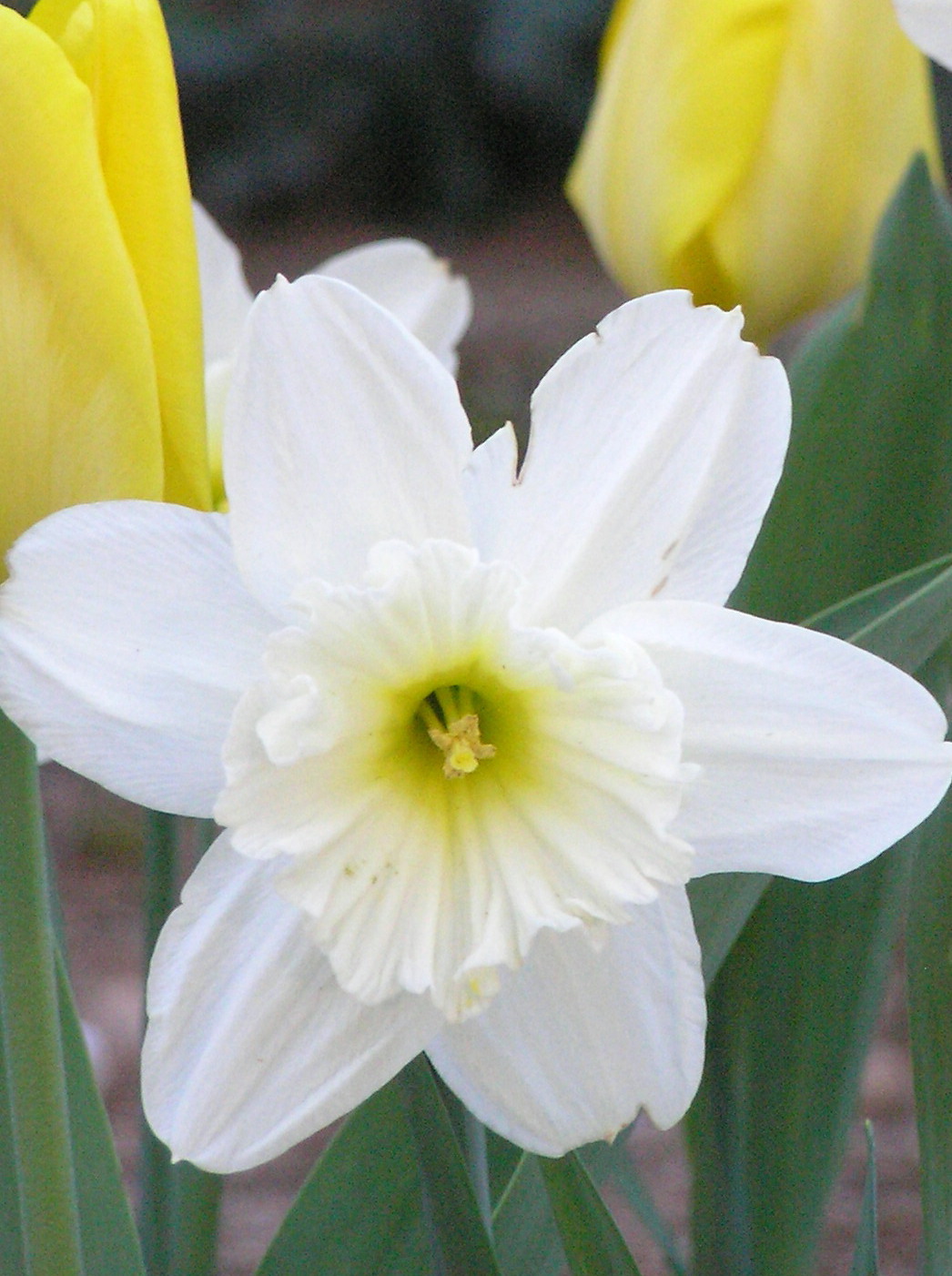 [White+Daffodil.jpg]