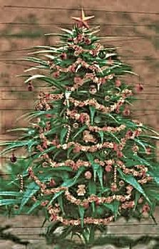[Mary_jane_Christmas+Tree!.jpg]