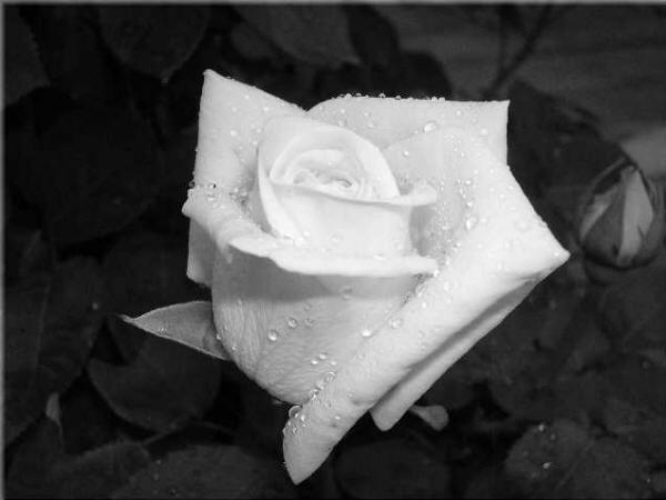 [rosa+bianca]