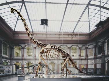 [Berlin_Naturkundemuseum_Brachiosaurus_henningsphoto_de.jpg]