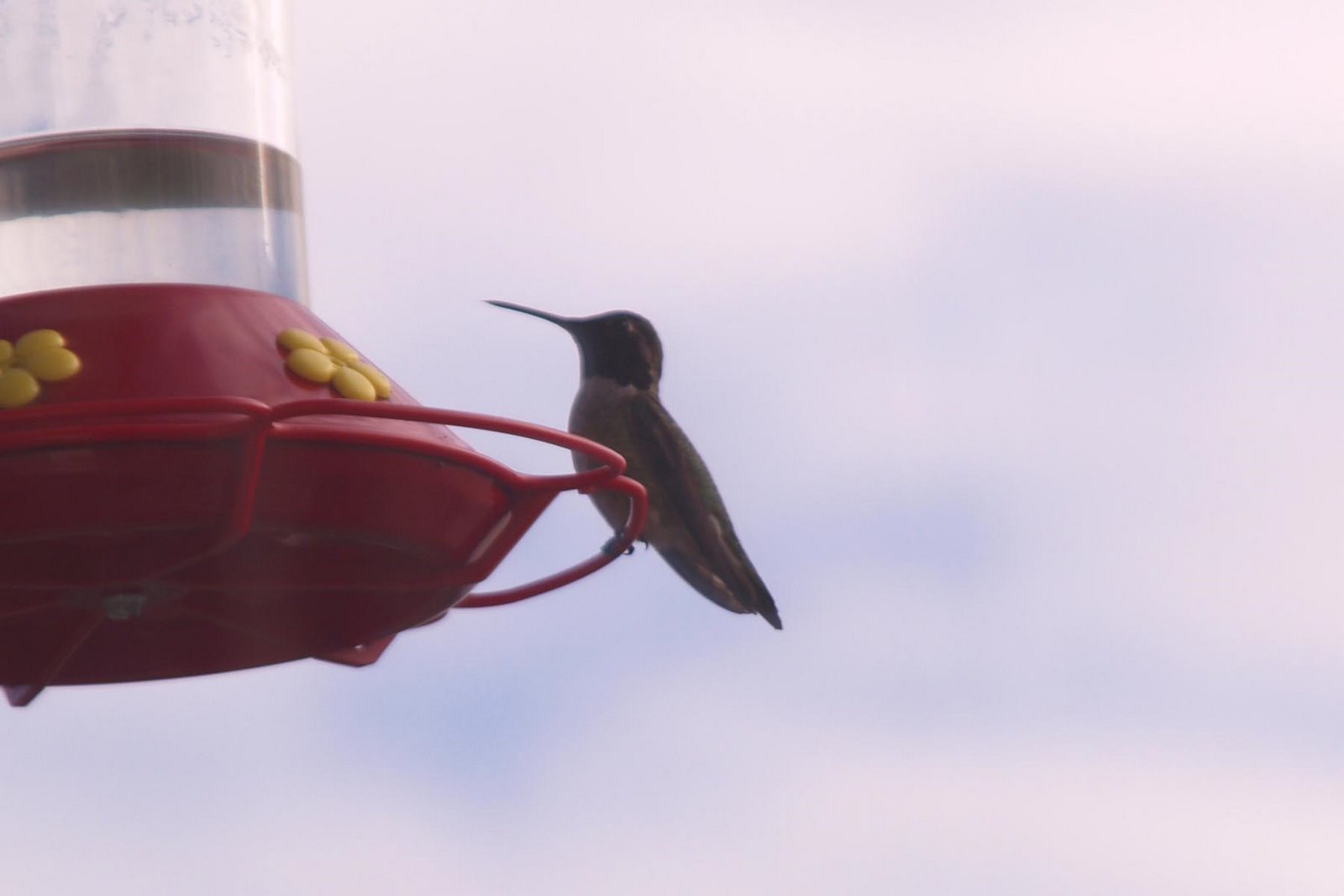 [hummingbird+2.jpg]
