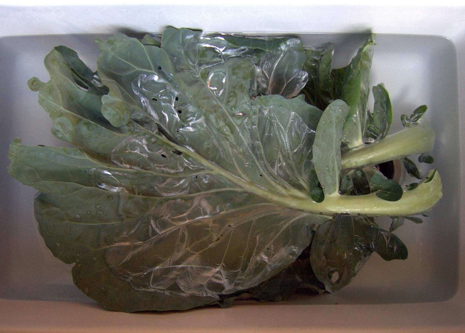[Portuguese+Cabbage+Leaves.jpg]