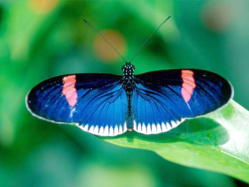 [blue-butterfly.jpg]